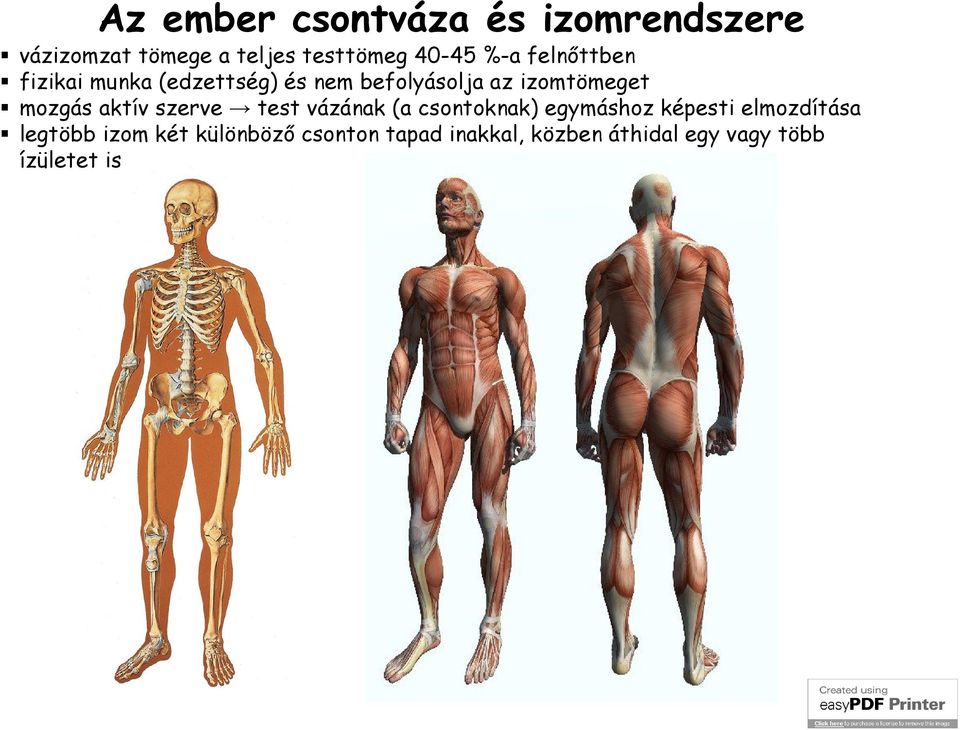 mozgás aktív szerve test vázának (a csontoknak) egymáshoz képesti elmozdítása