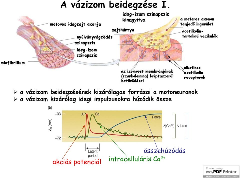 motoneuronok a vázizom kizárólag idegi