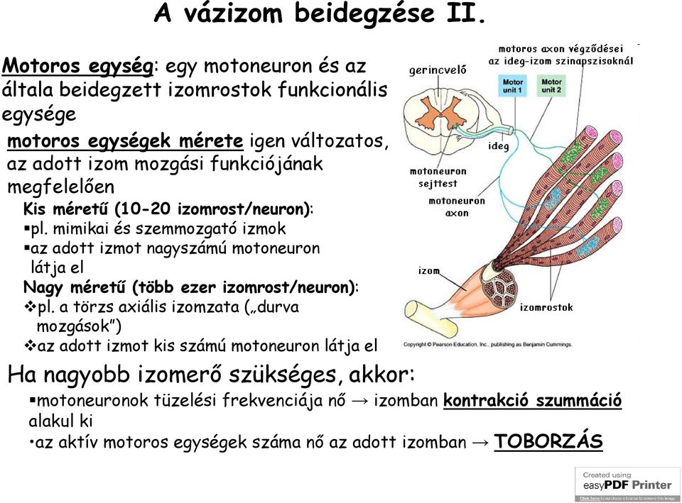 funkciójának megfelelően Kis méretű (10-20 izomrost/neuron): pl.