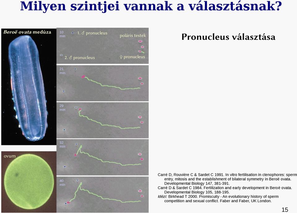 In vitro fertilisation in ctenophores: sperm entry, mitosis and the establishment of bilateral symmetry in Beroë ovata.