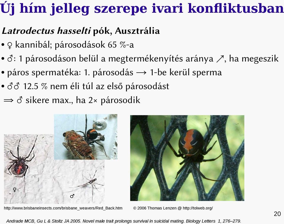 5 % nem éli túl az első párosodást sikere max., ha 2 párosodik http://www.brisbaneinsects.com/brisbane_weavers/red_back.