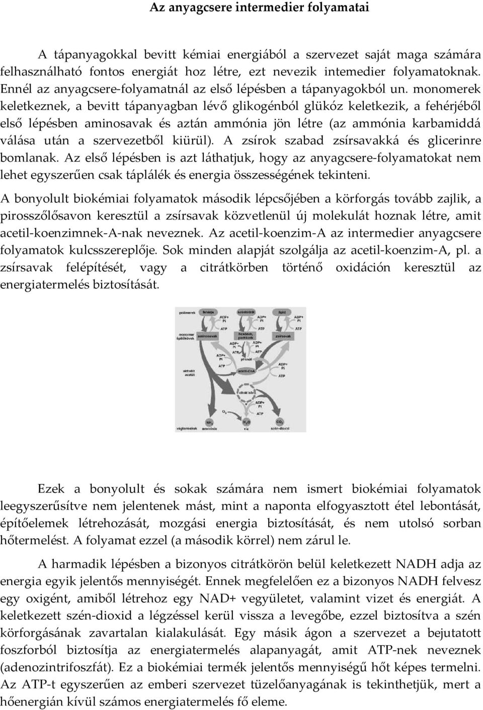 monomerek keletkeznek, a bevitt tápanyagban lévő glikogénból glükóz keletkezik, a fehérjéből első lépésben aminosavak és aztán ammónia jön létre (az ammónia karbamiddá válása után a szervezetből