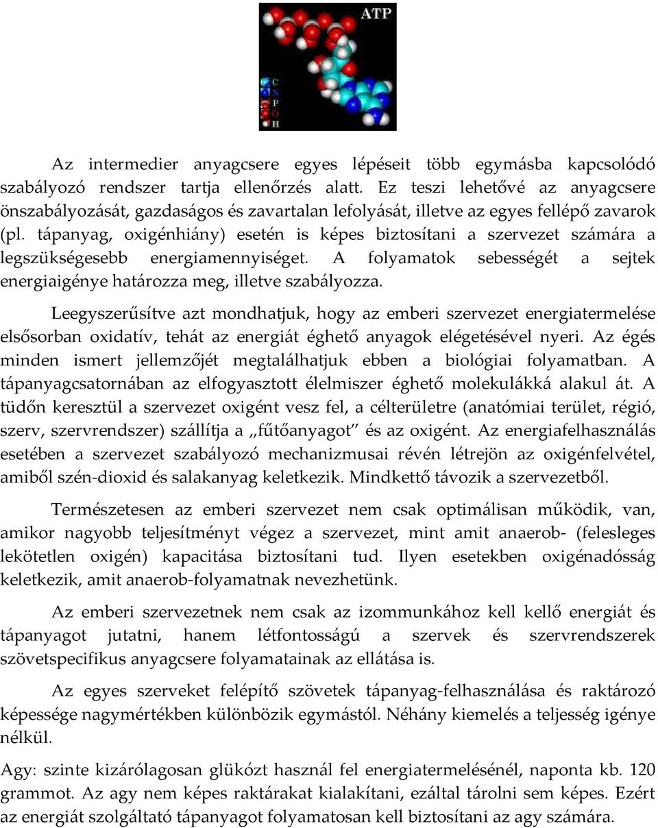 tápanyag, oxigénhiány) esetén is képes biztosítani a szervezet számára a legszükségesebb energiamennyiséget. A folyamatok sebességét a sejtek energiaigénye határozza meg, illetve szabályozza.