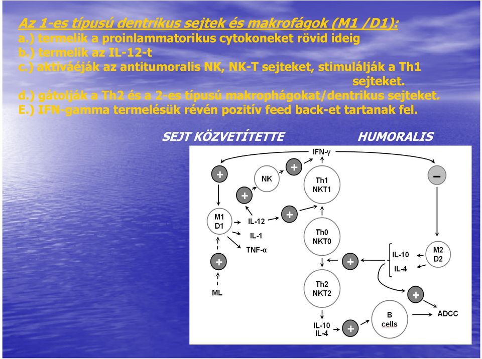 ) aktiváéják az antitumoralis NK, NK-T sejteket, stimulálják a Th1 sejteket. d.
