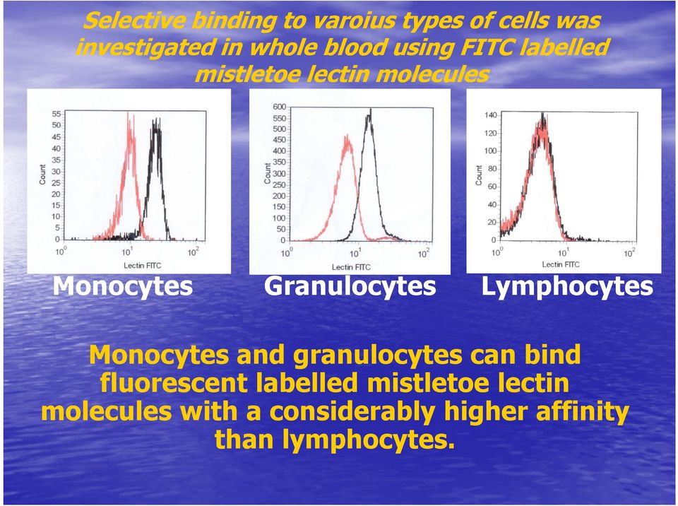 Granulocytes Lymphocytes Monocytes and granulocytes can bind fluorescent