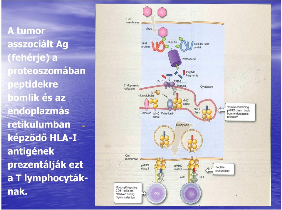 endoplazmás retikulumban képzödő HLA-I
