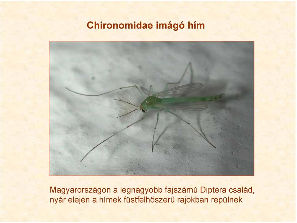 fajszámú Diptera család, nyár