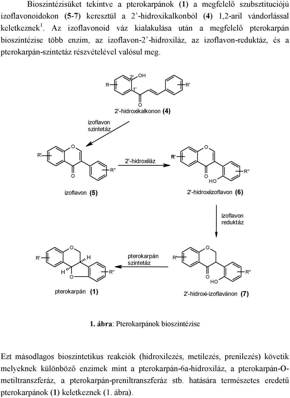 R 2' 1' R' izoflavon szintetáz 2'-hidroxikalkonon (4) R' izoflavon R' 2'-hidroxiláz R'' R'' (5) 2'-hidroxiizoflavon (6) izoflavon reduktáz R' pterokarpán (1) R'' pterokarpán szintetáz R'