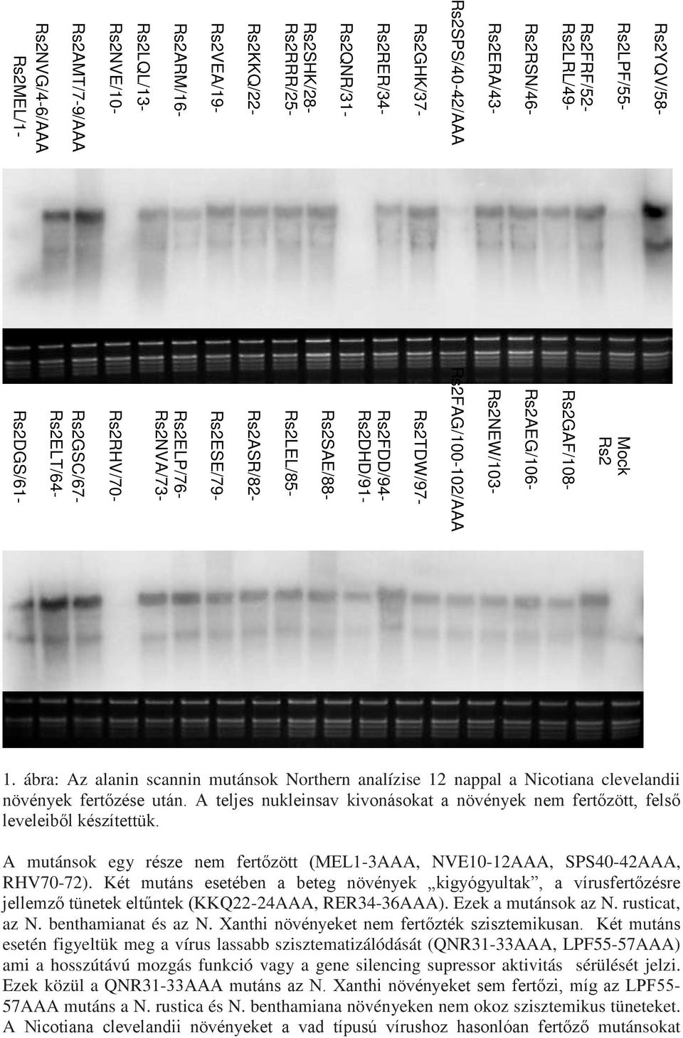 Rs2DHD/91- Rs2TDW/97- Rs2NEW/103- Rs2AEG/106-1. ábra: Az alanin scannin mutánsok Northern analízise 12 nappal a Nicotiana clevelandii növények fertőzése után.