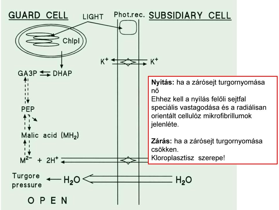 radiálisan orientált cellulóz mikrofibrillumok jelenléte.