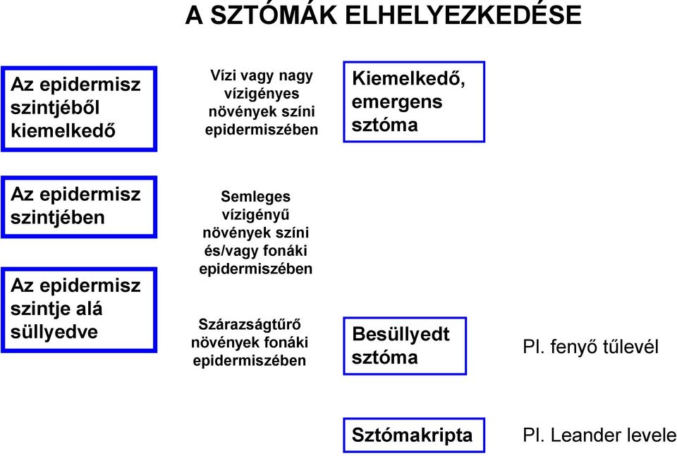 alá süllyedve Semleges vízigényű növények színi és/vagy fonáki epidermiszében Szárazságtűrő