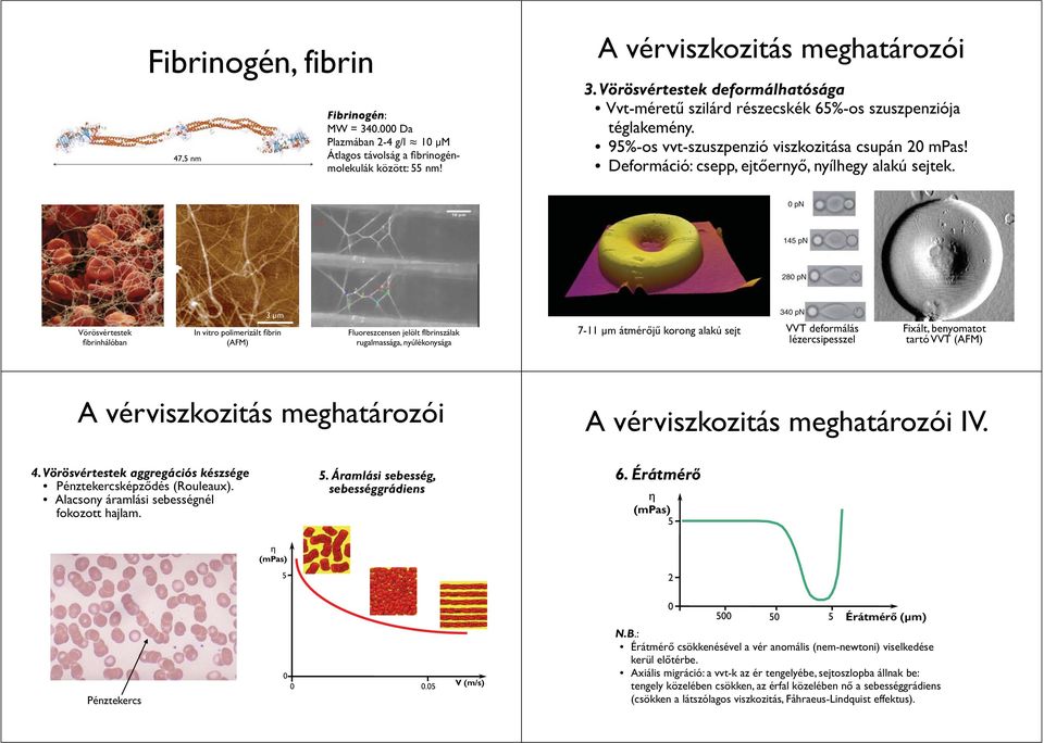 Vörösvértestek fibrinhálóban 3 μm In vitro polimerizált fibrin (AFM) Fluoreszcensen jelölt fibrinszálak rugalmassága, nyúlékonysága 7-11 µm átmérőjű korong alakú sejt VVT deformálás Fixált,