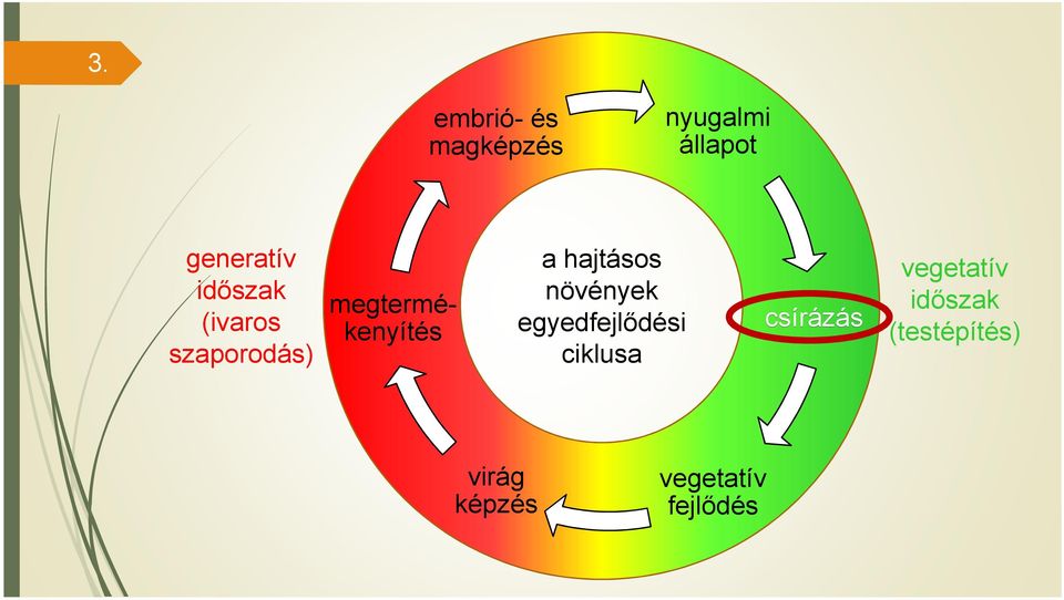 hajtásos növények egyedfejlődési ciklusa csírázás