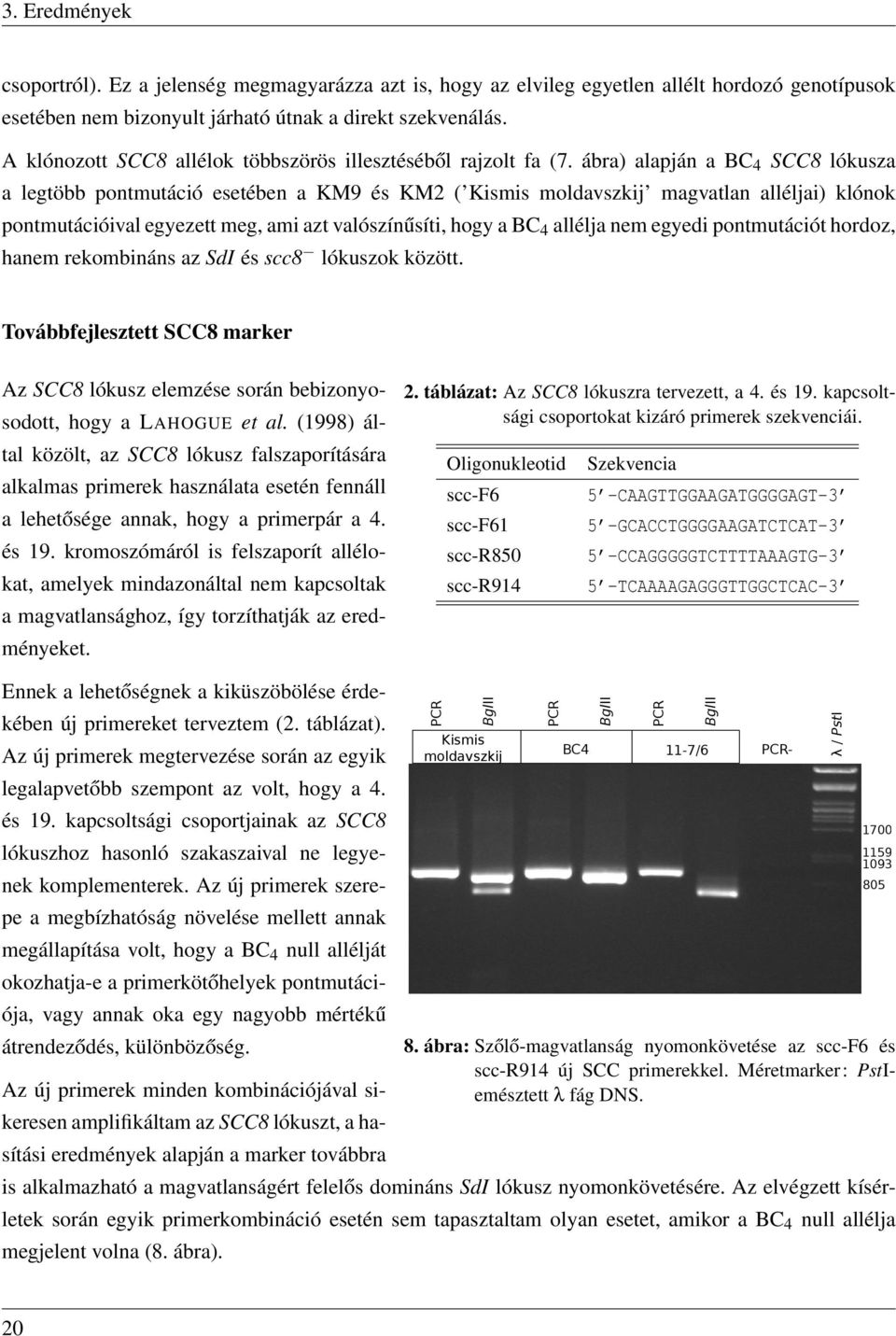 ábra) alapján a BC 4 SCC8 lókusza a legtöbb pontmutáció esetében a KM9 és KM2 ( Kismis moldavszkij magvatlan alléljai) klónok pontmutációival egyezett meg, ami azt valószínűsíti, hogy a BC 4 allélja