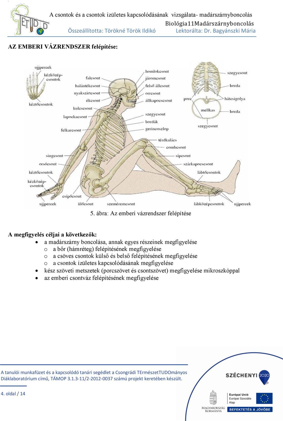 részeinek megfigyelése o a bőr (hámréteg) felépítésének megfigyelése o a csöves csontok külső és belső felépítésének