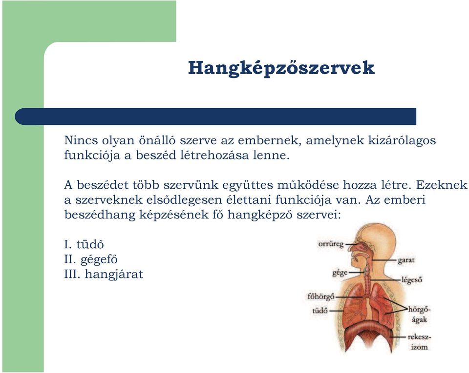 A beszédet több szervünk együttes működése hozza létre.