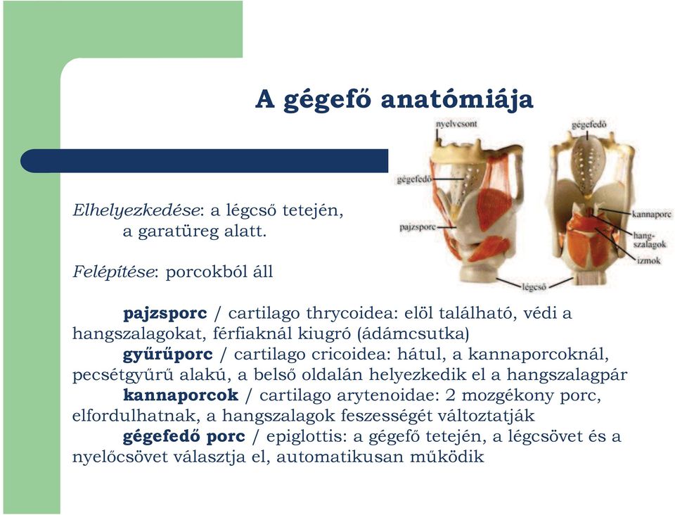 gyűrűporc / cartilago cricoidea: hátul, a kannaporcoknál, pecsétgyűrű alakú, a belső oldalán helyezkedik el a hangszalagpár kannaporcok