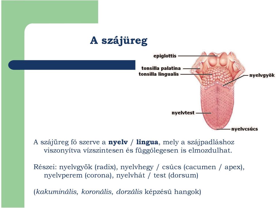 Részei: nyelvgyök (radix), nyelvhegy / csúcs (cacumen / apex),