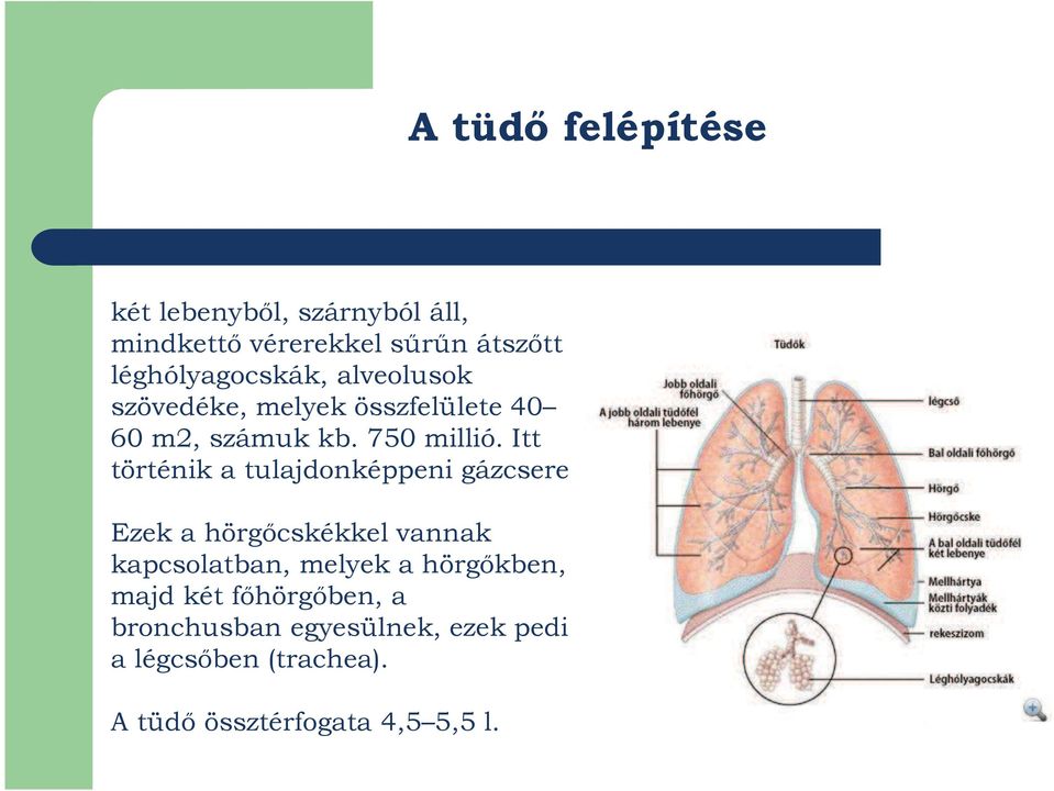 Itt történik a tulajdonképpeni gázcsere.