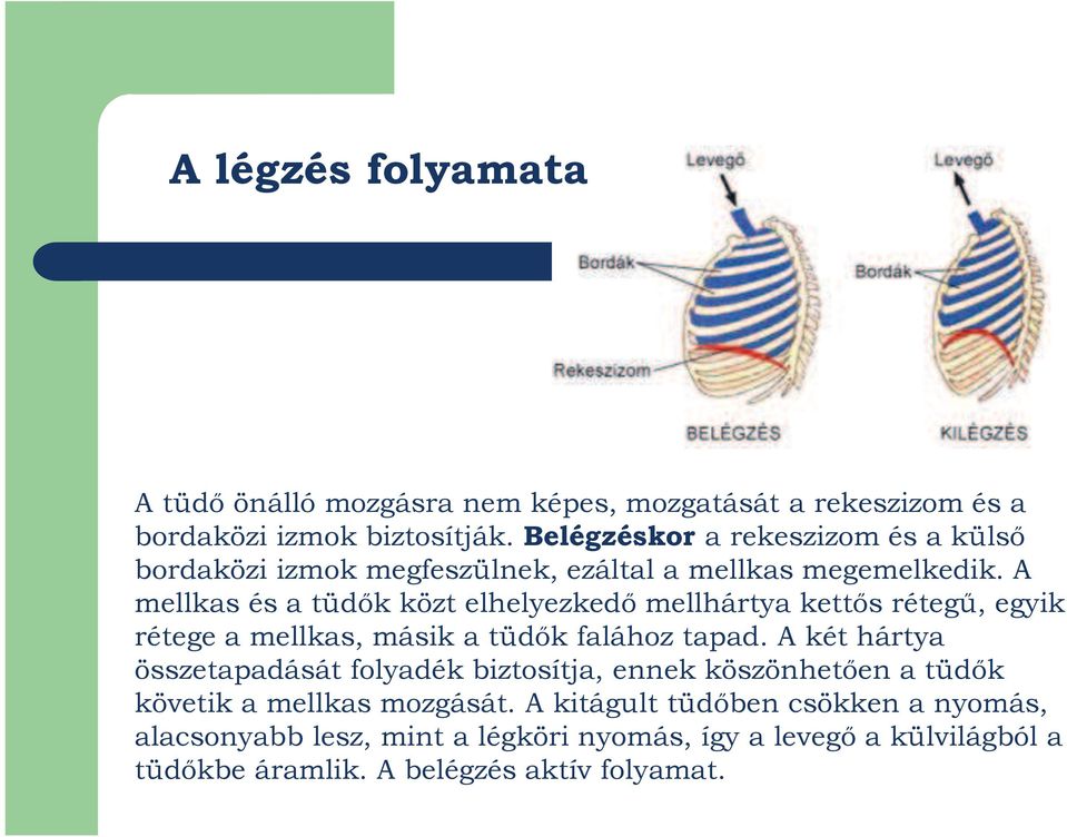 A mellkas és a tüdők közt elhelyezkedő mellhártya kettős rétegű, egyik rétege a mellkas, másik a tüdők falához tapad.