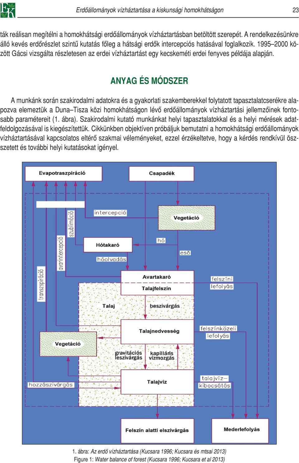 1995 2000 között Gácsi vizsgálta részletesen az erdei vízháztartást egy kecskeméti erdei fenyves példája alapján.