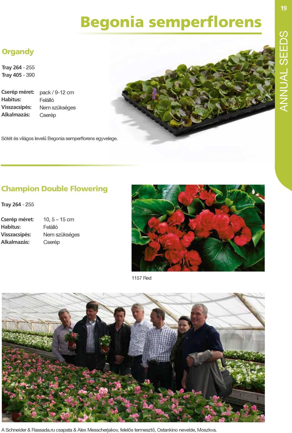 Champion Double Flowering Tray 264-255 10, 5 15 cm Cserép 1157 Red A Schneider