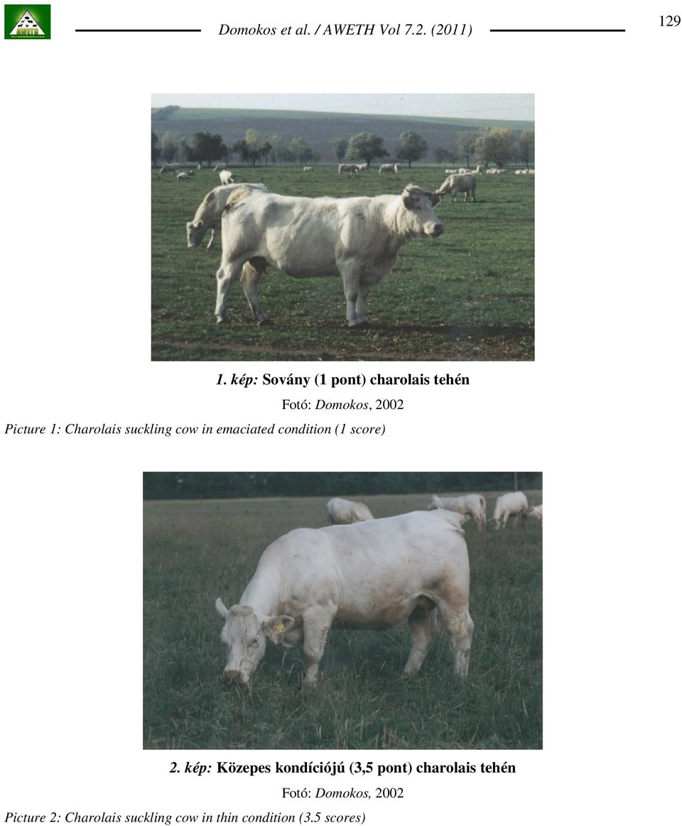 Charolais suckling cow in emaciated condition (1 score) 2.