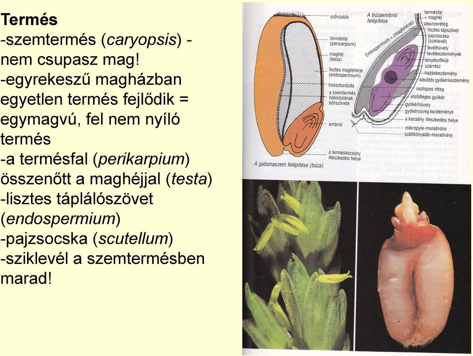 nyíló termés -a termésfal (perikarpium) összenőtt a maghéjjal (testa)