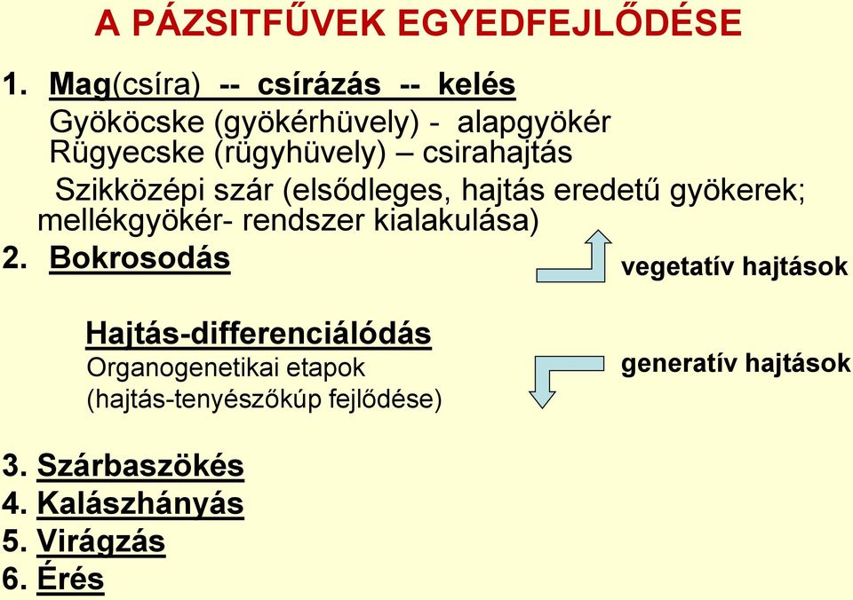 csirahajtás Szikközépi szár (elsődleges, hajtás eredetű gyökerek; mellékgyökér- rendszer kialakulása)