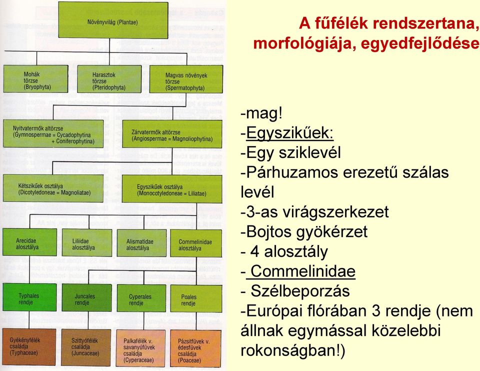 virágszerkezet -Bojtos gyökérzet - 4 alosztály - Commelinidae -