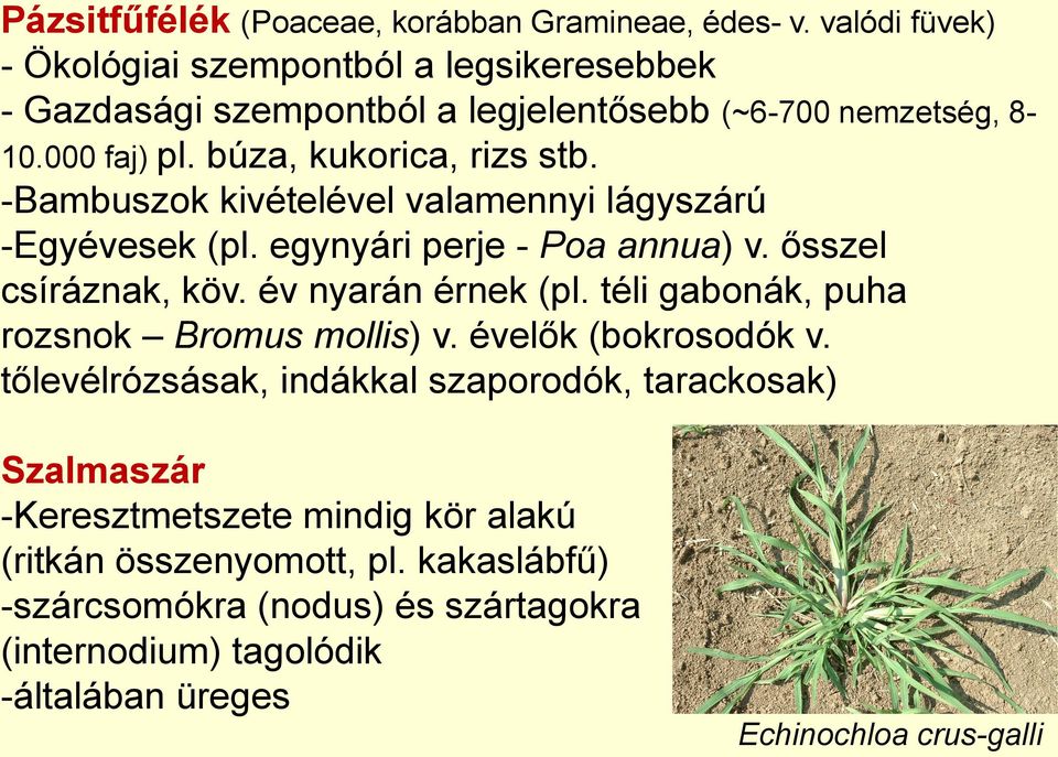 -Bambuszok kivételével valamennyi lágyszárú -Egyévesek (pl. egynyári perje - Poa annua) v. ősszel csíráznak, köv. év nyarán érnek (pl.