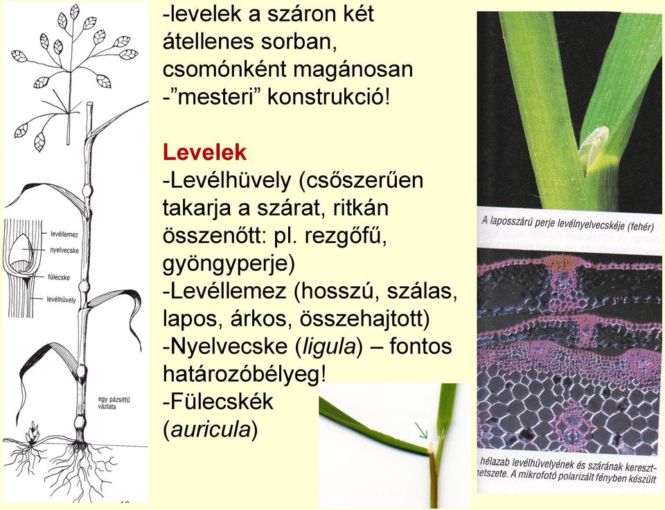 Levelek -Levélhüvely (csőszerűen takarja a szárat, ritkán összenőtt: pl.