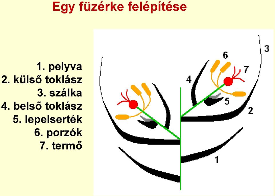 belső toklász 5.