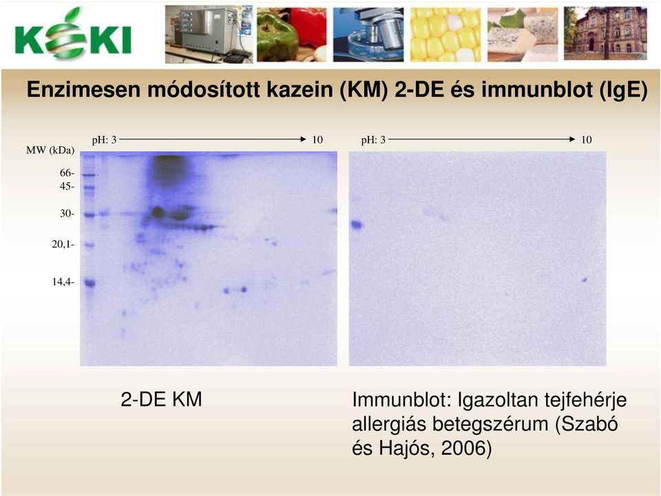 66-45- 30-20,1-14,4-2-DE KM Immunblot: