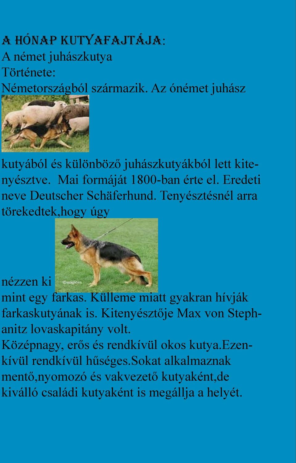 Tenyésztésnél arra törekedtek,hogy úgy nézzen ki mint egy farkas. Külleme miatt gyakran hívják farkaskutyának is.