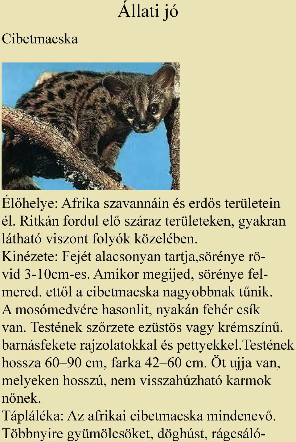 Amikor megijed, sörénye felmered. ettől a cibetmacska nagyobbnak tűnik. A mosómedvére hasonlit, nyakán fehér csík van.