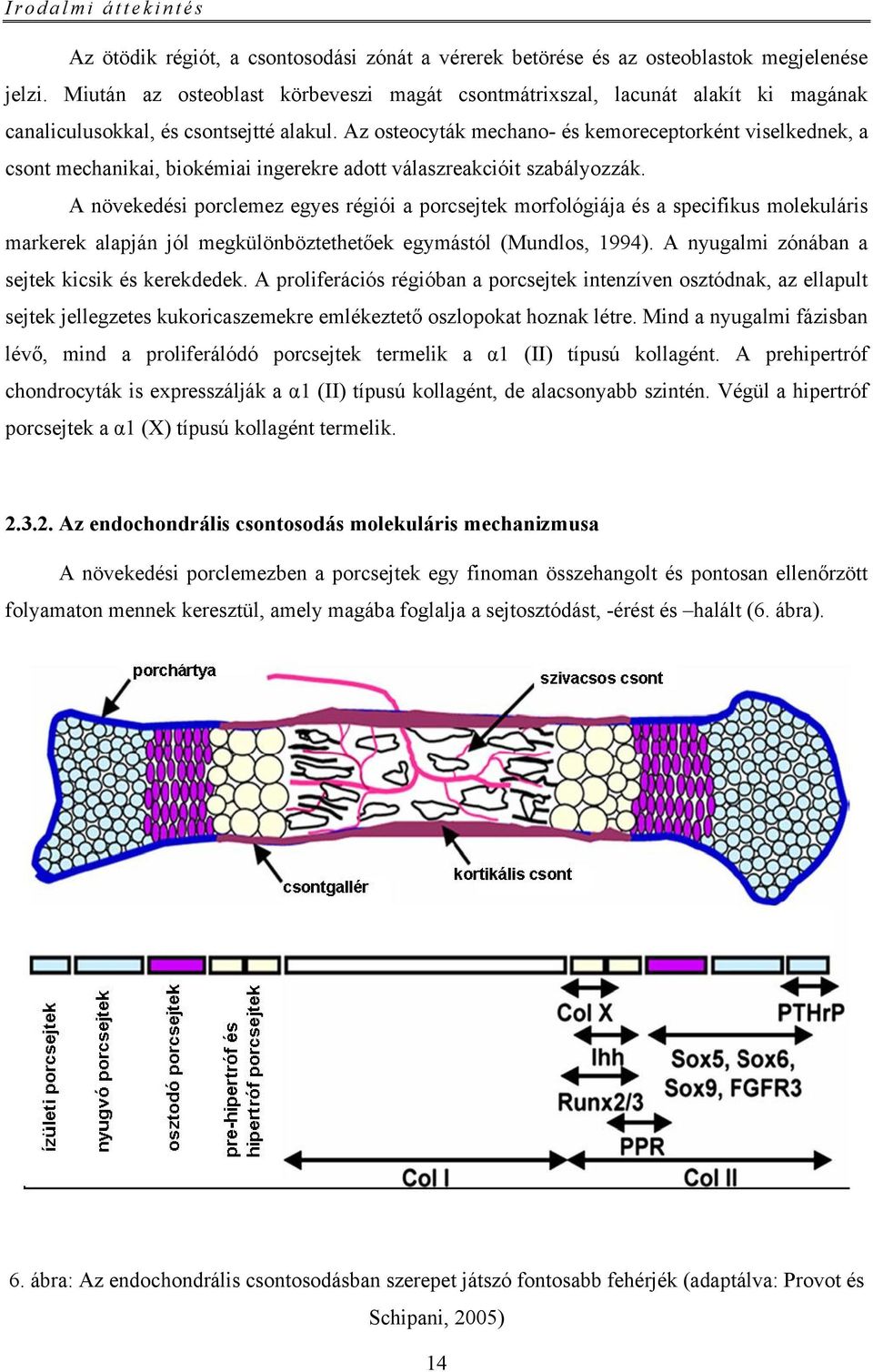 Az osteocyták mechano- és kemoreceptorként viselkednek, a csont mechanikai, biokémiai ingerekre adott válaszreakcióit szabályozzák.