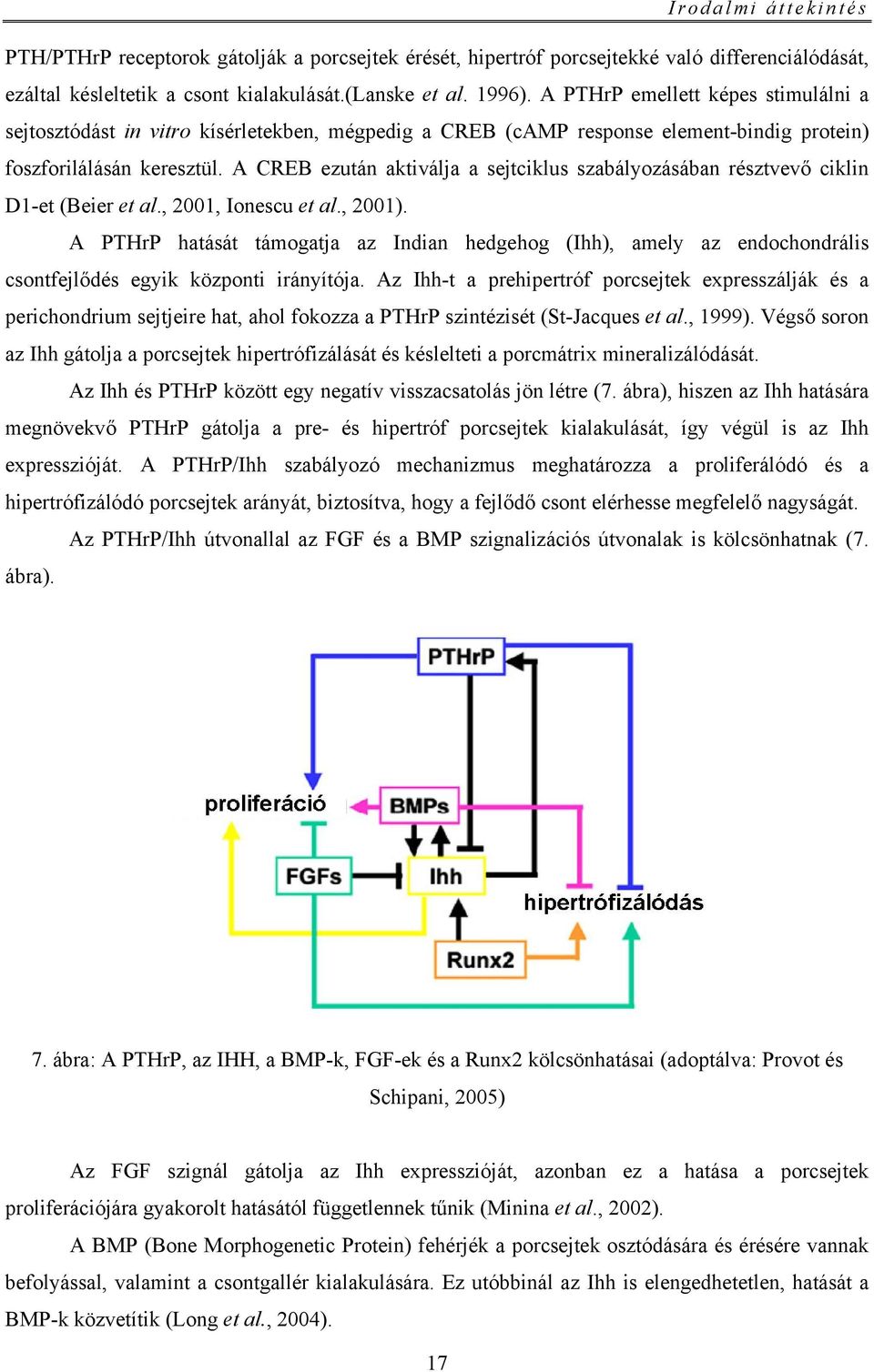 A CREB ezután aktiválja a sejtciklus szabályozásában résztvevő ciklin D1-et (Beier et al., 2001, Ionescu et al., 2001).