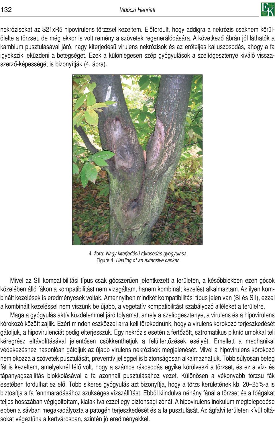 Ezek a különlegesen szép gyógyulások a szelídgesztenye kiváló visszaszerzô-képességét is bizonyítják (4. ábra). 4.