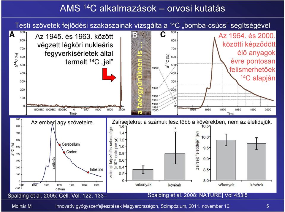 közötti képződött élő anyagok évre pontosan felismerhetőek 14 C alapján Az emberi agy szöveteire.