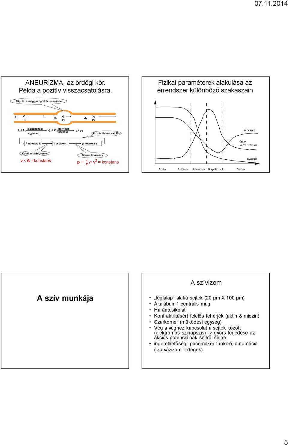 nöekszik csökken nöekszik összkeresztmetszet Kontinuitási egyenlet konstans Bernoulli törény + konstans orta rtériák rteriolák Kaillárisok Vénák nyomás szíizom szí munkája téglala alakú