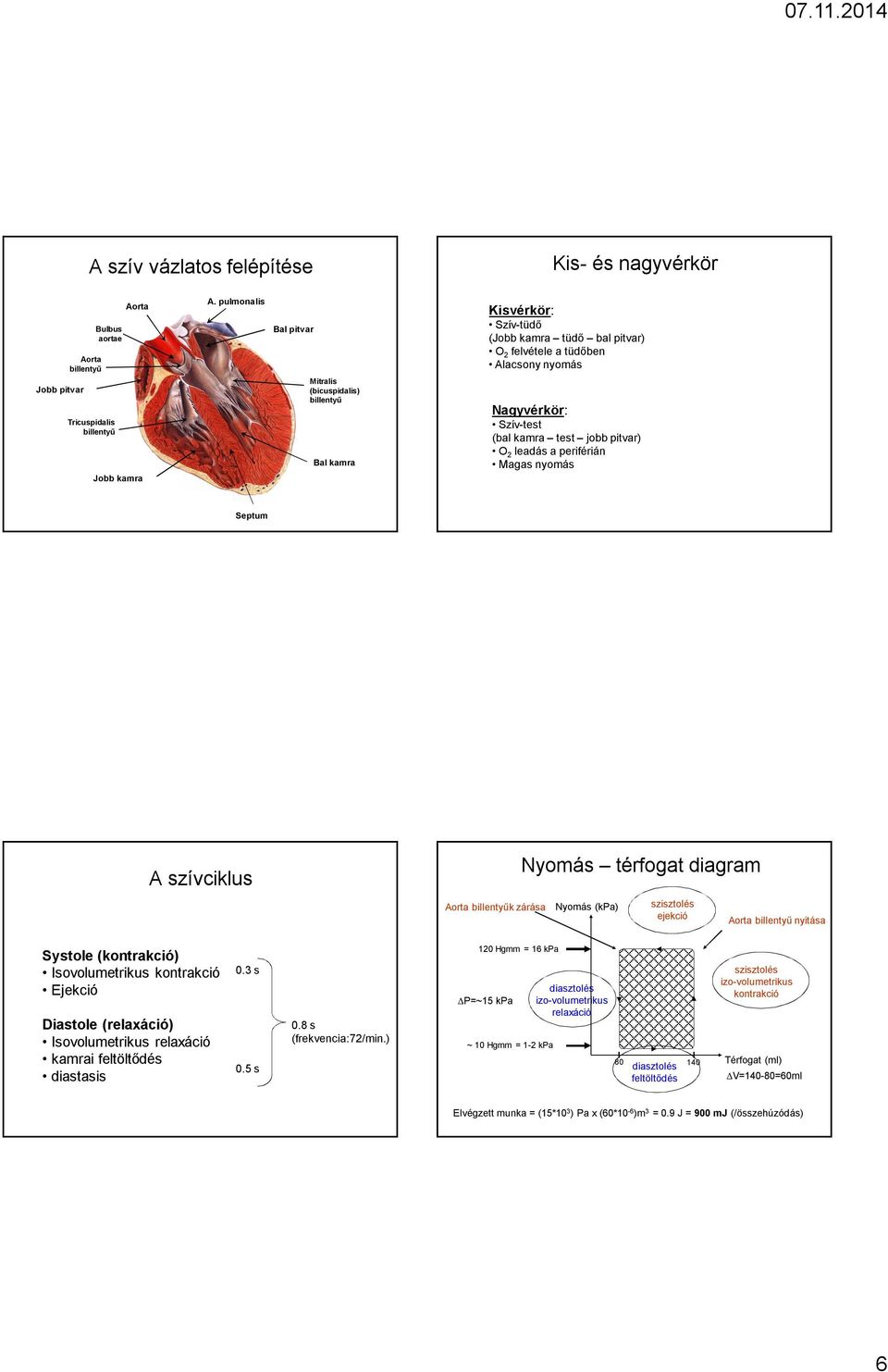 billentyű Bal kamra Szí-test (bal kamra test jobb itar) O leadás a eriférián Magas nyomás Jobb kamra Setum Nyomás térfogat diagram szíciklus orta billentyűk zárása Nyomás (kpa) Systole (kontrakció)