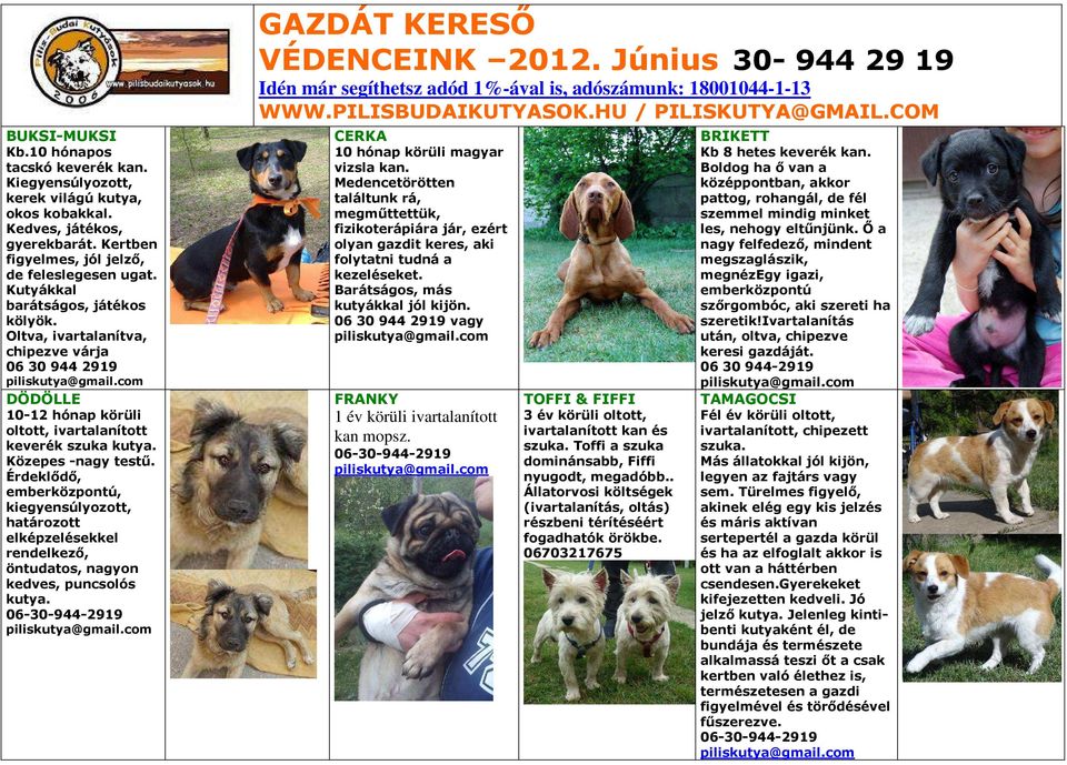 Érdeklődő, emberközpontú, kiegyensúlyozott, határozott elképzelésekkel rendelkező, öntudatos, nagyon kedves, puncsolós kutya. CERKA 10 hónap körüli magyar vizsla kan.