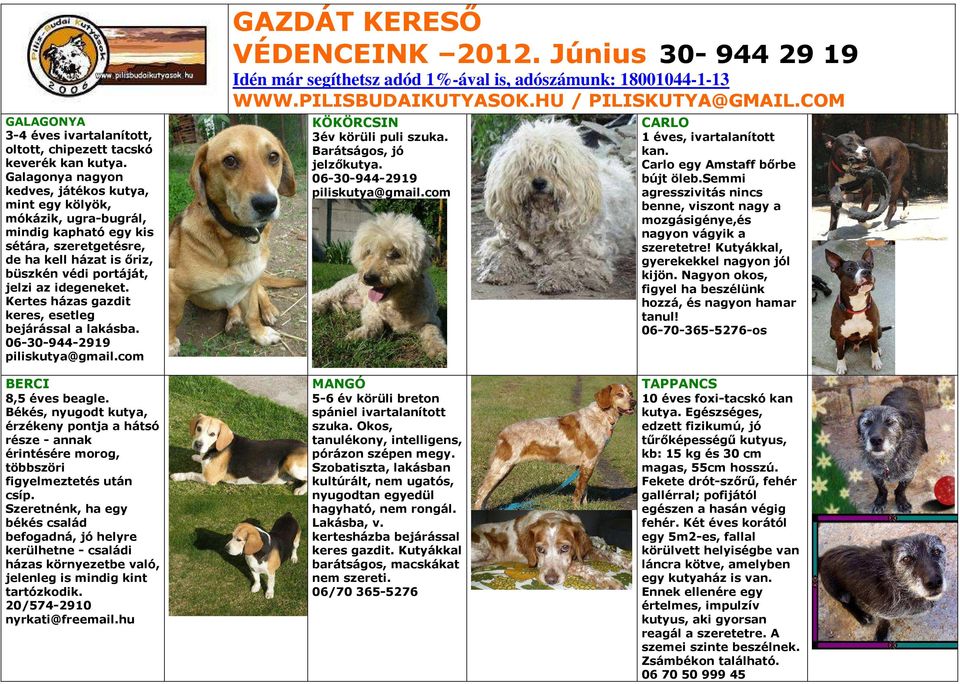 Kertes házas gazdit keres, esetleg bejárással a lakásba. KÖKÖRCSIN 3év körüli puli szuka. Barátságos, jó jelzőkutya. CARLO 1 éves, ivartalanított kan. Carlo egy Amstaff bőrbe bújt öleb.