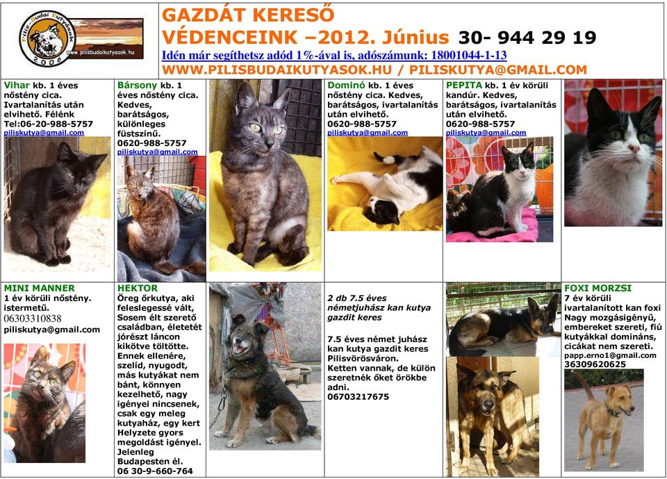 istermetű. 06303310838 HEKTOR Öreg őrkutya, aki feleslegessé vált, Sosem élt szerető családban, életetét jórészt láncon kikötve töltötte.
