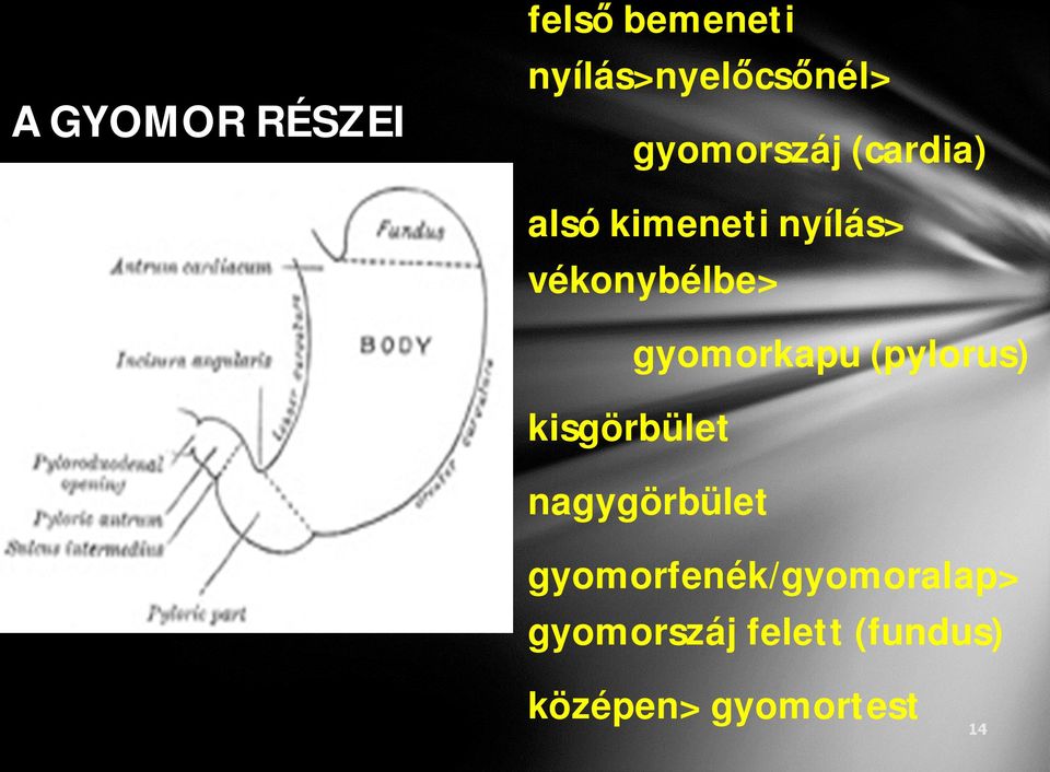 kisgörbület gyomorkapu (pylorus) nagygörbület
