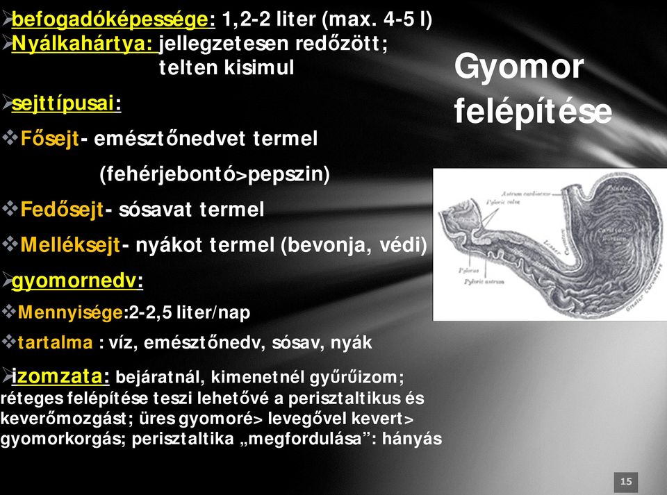 sejt- sósavat termel Melléksejt- nyákot termel (bevonja, védi) gyomornedv: Mennyisége:2-2,5 liter/nap tartalma : víz, emészt