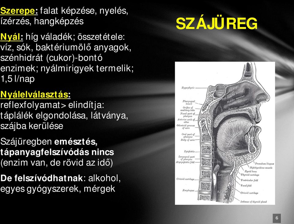 Nyálelválasztás: reflexfolyamat> elindítja: táplálék elgondolása, látványa, szájba kerülése Szájüregben