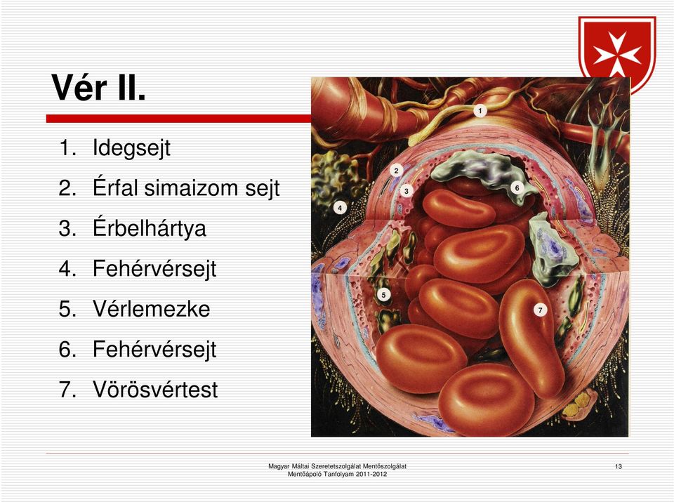 Érbelhártya 4. Fehérvérsejt 5.