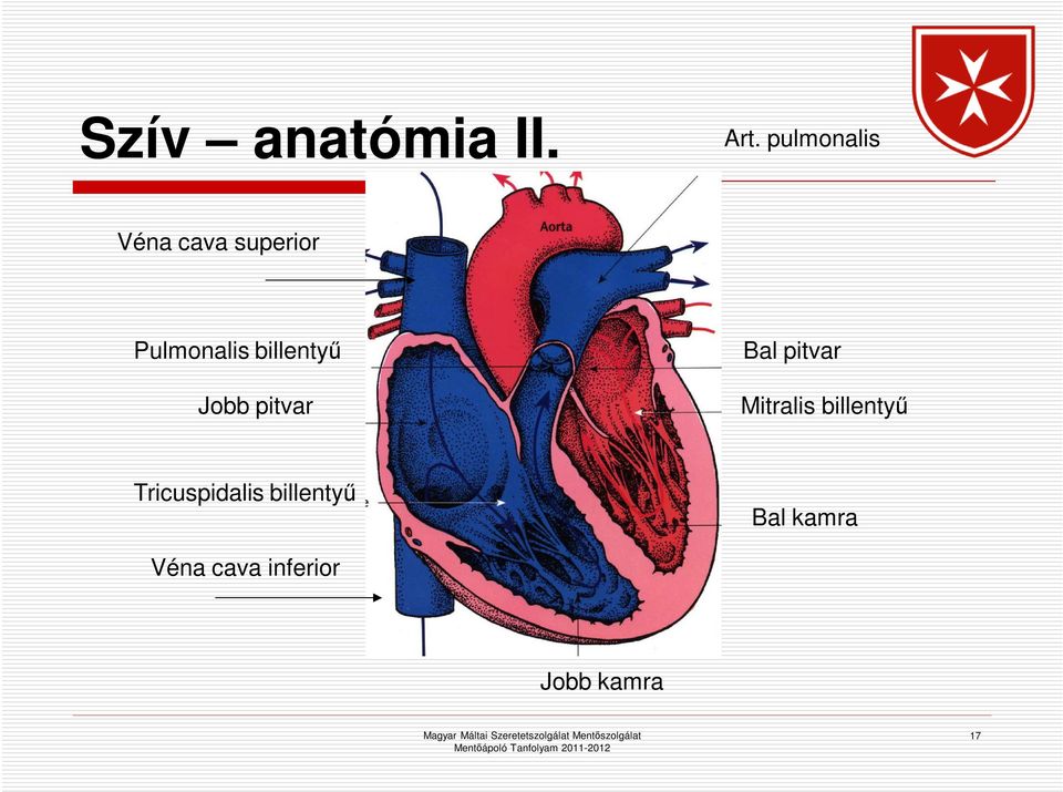 billentyű Jobb pitvar Bal pitvar Mitralis